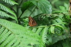 Oxeoschistus protogenia