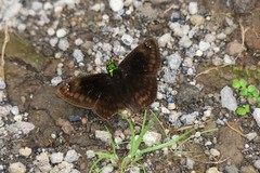 Gorgopas chlorocephala