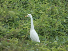 Ardea intermedia