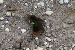 Gorgopas chlorocephala