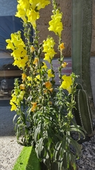 Antirrhinum