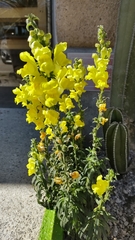 Antirrhinum
