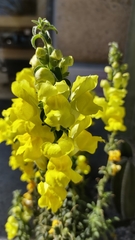 Antirrhinum