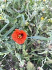 Papaver pinnatifidum