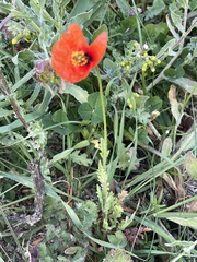 Papaver pinnatifidum