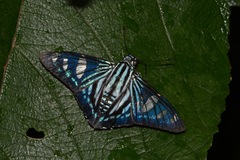 Phocides pigmalion hewitsonius