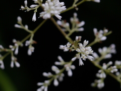 Ligustrum robustum perrottetii