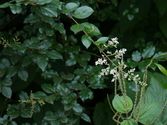 Ligustrum robustum perrottetii
