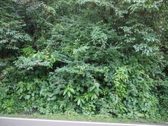 Ligustrum robustum perrottetii