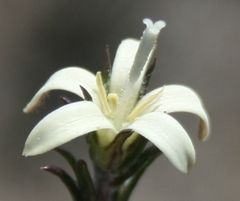 Wahlenbergia cinerea