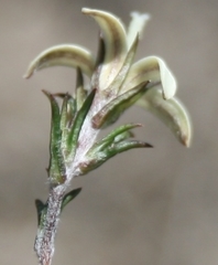 Wahlenbergia cinerea