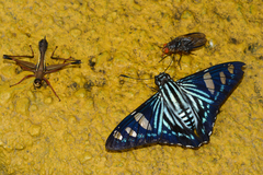 Phocides pigmalion hewitsonius