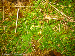 Plagiocheilus frigidus