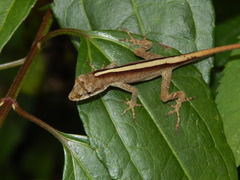 Anolis antonii
