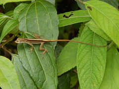 Anolis antonii