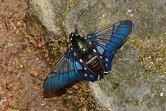 Oxynetra semihyalina