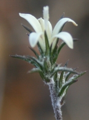 Wahlenbergia cinerea