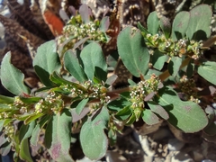 Euphorbia mendezii