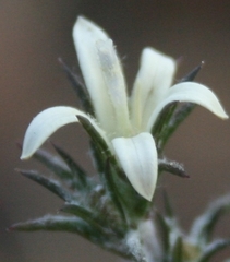 Wahlenbergia cinerea