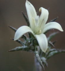 Wahlenbergia cinerea