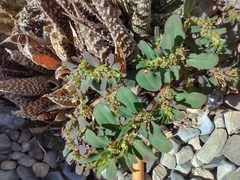 Euphorbia mendezii