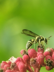Stenodyneriellus guttulatus
