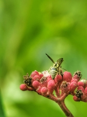 Stenodyneriellus guttulatus