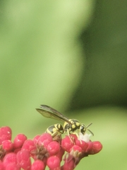 Stenodyneriellus guttulatus