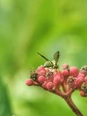 Stenodyneriellus guttulatus