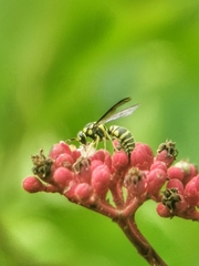 Stenodyneriellus guttulatus