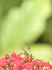 Stenodyneriellus guttulatus