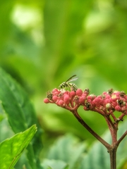 Stenodyneriellus guttulatus