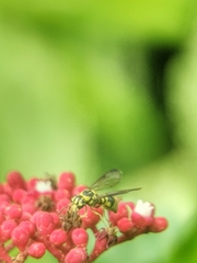 Stenodyneriellus guttulatus