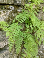 Cystopteris bulbifera