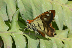 Myscelus phoronis
