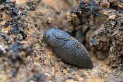 Milacidae