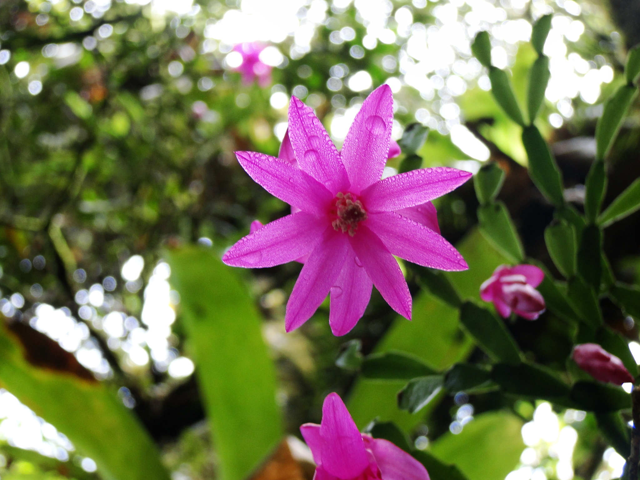 Imagem de Flor-de-maio