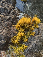 Ahnfeltiopsis concinna