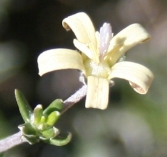 Wahlenbergia cinerea