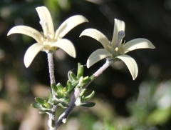 Wahlenbergia cinerea