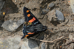 Mimoniades versicolor eupheme