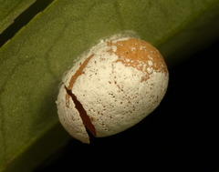 Spatulifimbria castaneiceps