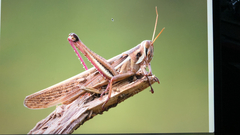 Schistocerca pallens