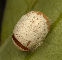 Spatulifimbria castaneiceps