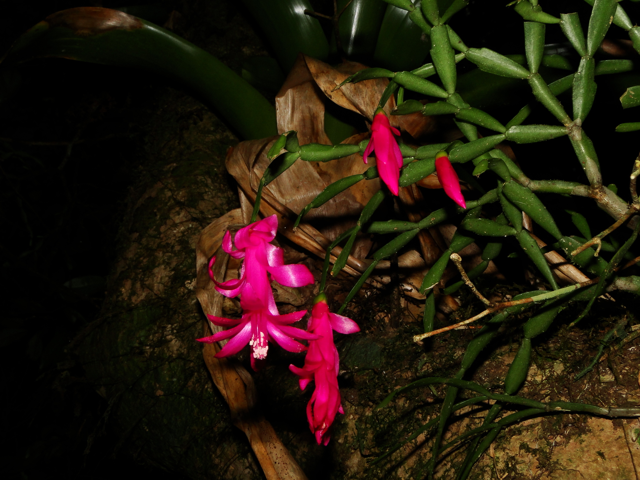 Imagem de Flor-de-maio
