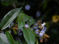 Grewia umbellifera