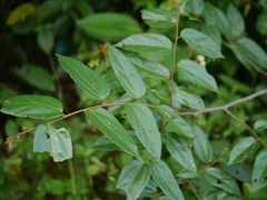 Grewia umbellifera