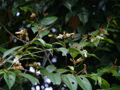 Grewia umbellifera