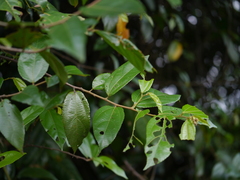 Grewia umbellifera