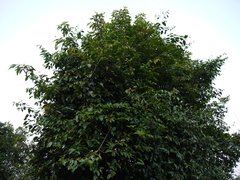 Grewia umbellifera